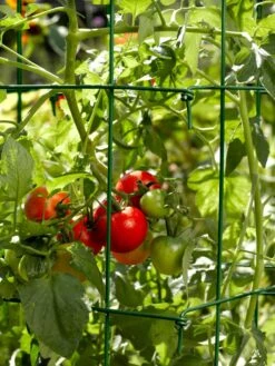 Tomato Cages, Set Of 4 -Garden Care Sale 34182 588 tif