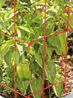 Pepper And Eggplant Cages, Set Of 3 -Garden Care Sale 37464 567 tif