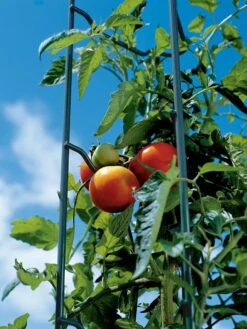 Tomato Ladders, Set Of 3 -Garden Care Sale 38184 003E tif