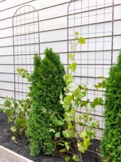 Jardin Flower Trellis 5 Jardin Flower Trellis -Garden Care Sale 38689 6002 tif