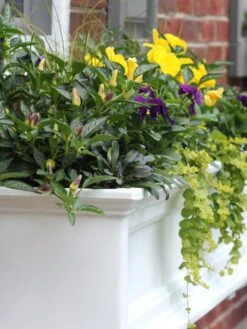 Fairfield Self-Watering Window Box, 4’ -Garden Care Sale 39345 102V tif