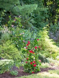 Essex Round Trellises -Garden Care Sale 39545 2286 tif