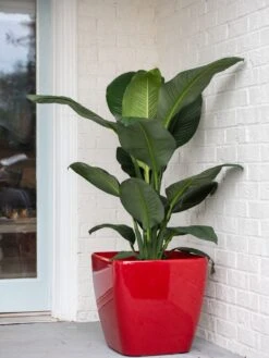 Viva Square Self-Watering Rolling Planter, 20" Diameter, Set Of 2 -Garden Care Sale 3 4 crop 8612930 0032 tif