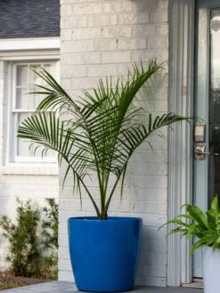 Viva Round Self-Watering Rolling Planter, 20" Diameter, Set Of 2 14 Viva Round Self-Watering Rolling Planter, 20" Diameter, Set Of 2 -Garden Care Sale 3 4 crop 8612933 0024 tif