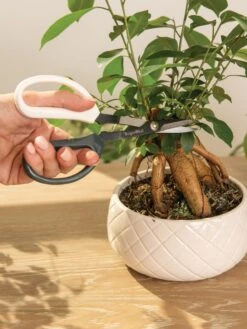 Japanese Pruning Scisssors 14 Japanese Pruning Scisssors -Garden Care Sale 3 4 crop 8612968 0087