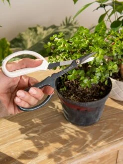 Japanese Pruning Scisssors 12 Japanese Pruning Scisssors -Garden Care Sale 3 4 crop 8612968 0092
