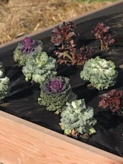 Easy-Plant Weed Block Mulch -Garden Care Sale 40356 219 tif