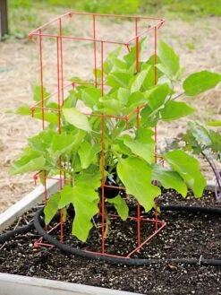 Pepper And Eggplant Cages, Set Of 3 -Garden Care Sale 8587048 103 tif