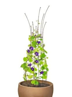 Jardin Pot Trellis 11 Jardin Pot Trellis -Garden Care Sale 8587120 1006 tif