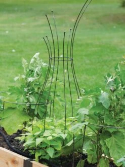 Jardin Pot Trellis 8 Jardin Pot Trellis -Garden Care Sale 8587120 7037 tif