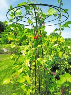 Essex Tuteur, 78" -Garden Care Sale 8587861 100 tif