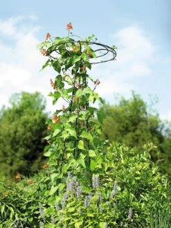 Essex Tuteur, 78" -Garden Care Sale 8587861 4160 tif