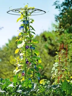 Essex Tuteur, 78" -Garden Care Sale 8587861 5028 tif