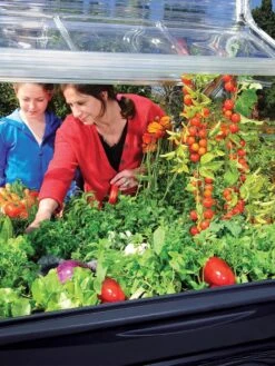 Canopia® By Palram Plant Inn™ Raised Bed Greenhouse, 4' X 4' 27 Canopia® By Palram Plant Inn™ Raised Bed Greenhouse, 4' X 4' -Garden Care Sale 8588308 03V tif