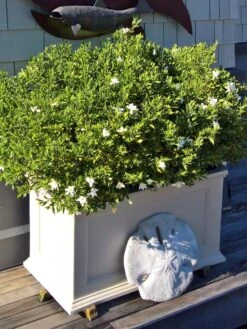 Fairfield Self-Watering Patio Planters, 20” X 36” -Garden Care Sale 8588417 208V tif