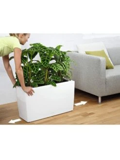 Lechuza® Cararo Rectangular Indoor Planter With Casters -Garden Care Sale 8590295 03v