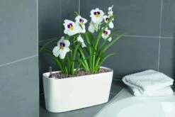 Lechuza® Delta Self-Watering Windowsill Planters -Garden Care Sale 8590298 01V tif