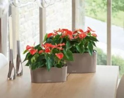 Lechuza® Delta Self-Watering Windowsill Planters -Garden Care Sale 8590298 04V tif