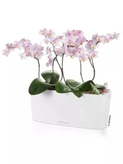 Lechuza® Delta Self-Watering Windowsill Planters -Garden Care Sale 8592361 02V tif