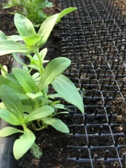 Cat Scat Mat -Garden Care Sale 8592448 03CUST tif