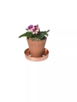 Extra Small Round Copper Plant Tray, 8" -Garden Care Sale 8593528 2922 tif