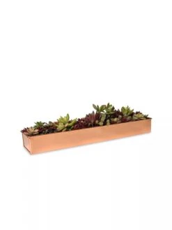 Rectangular Copper Plant Tray, 18"x4" 6 Rectangular Copper Plant Tray, 18"x4" -Garden Care Sale 8593532 2892 tif
