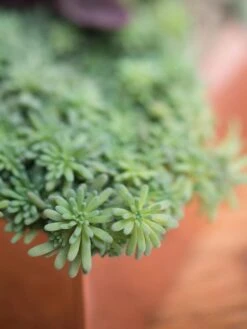 Tall Rectangular Copper Plant Tray, 18" X 5" X 4" -Garden Care Sale 8593534 4601 tif