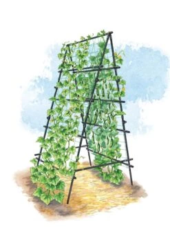 Titan A-Frame Trellis 5 Titan A-Frame Trellis -Garden Care Sale 8595755 TitanAFrame art tif