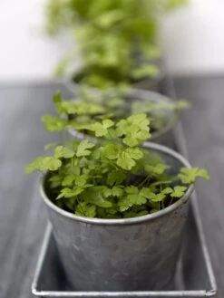 Galvanized Herb Planters With Rectangular Tray -Garden Care Sale 8595903 advice 1777 tif