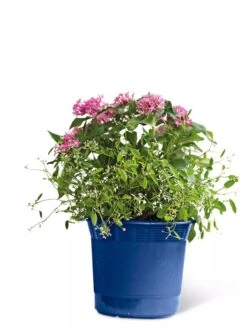 Eezy Gro Self-Watering Planters -Garden Care Sale 8596425 103 tif