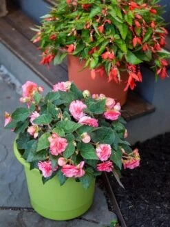 Eezy Gro Self-Watering Planters -Garden Care Sale 8596427 0034 tif