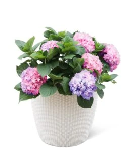 Weave Self-Watering Round Planter, 17" White -Garden Care Sale 8598372 3002 tif