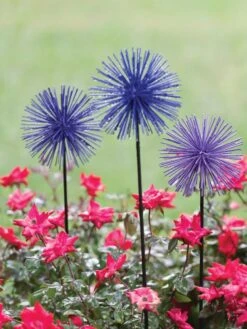 Everbloomin' Alliums, Set Of 3 -Garden Care Sale 8598435 1000 tif