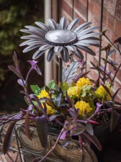 Desert Steel Daisy Solar Light 7 Desert Steel Daisy Solar Light -Garden Care Sale 8599556 01V tif