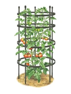 Titan Tomato Cages, Set Of 3 11 Titan Tomato Cages, Set Of 3 -Garden Care Sale 8599861 0001 art tif