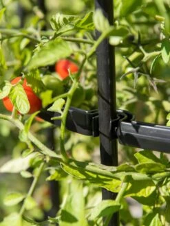 Titan Tomato Cages, Set Of 3 13 Titan Tomato Cages, Set Of 3 -Garden Care Sale 8599861 0079 tif