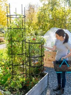 Titan Tomato Cages, Set Of 3 9 Titan Tomato Cages, Set Of 3 -Garden Care Sale 8599861 0114 tif