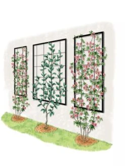 Exeter Wall Trellis -Garden Care Sale 8600049 50 0001 art tif