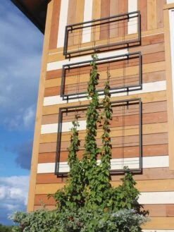 Exeter Wall Trellis -Garden Care Sale 8600049 7121 tif