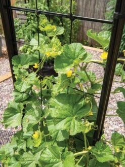 Gardener’s Victory Self-Watering Planter With Vine Trellis -Garden Care Sale 8600176 6853