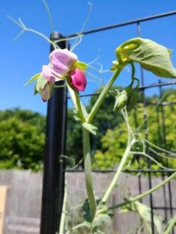Gardener’s Victory Self-Watering Planter With Vine Trellis -Garden Care Sale 8600177 6588 tif