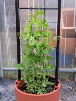 Gardener’s Victory Self-Watering Planter With Vine Trellis -Garden Care Sale 8600178 5000 tif