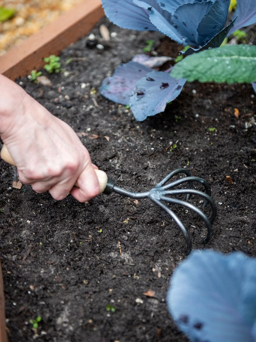 Gardener’s Lifetime 5-Tine Cultivator With Short Handle 2 Gardener’s Lifetime 5-Tine Cultivator With Short Handle - Image 2