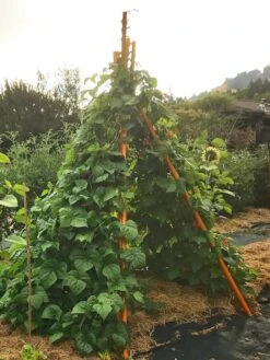 Annabel Tipi Trellis -Garden Care Sale 8600521 02V tif