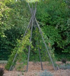 Annabel Tipi Trellis -Garden Care Sale 8600521 07V jpg