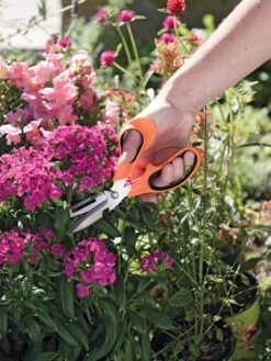Gardener's Multi Purpose Scissors 6 Gardener's Multi Purpose Scissors -Garden Care Sale 8608655 19551 tif