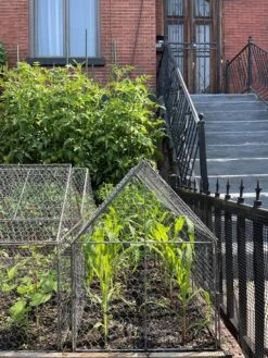 Chicken Wire Crop Coop -Garden Care Sale 8609080 02CUST tif