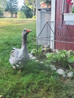 Chicken Wire Crop Coop -Garden Care Sale 8609080 02IN tif