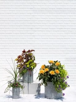 Metal Bucket Planters -Garden Care Sale 8609085 0852 tif