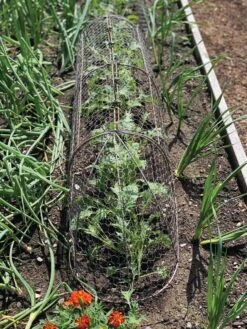 Chicken Wire Row Cloche Expandable Extra Large 3N1 -Garden Care Sale 8609412 5903 tif